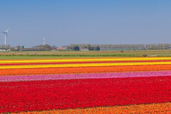 zuid holland bloembollenveld