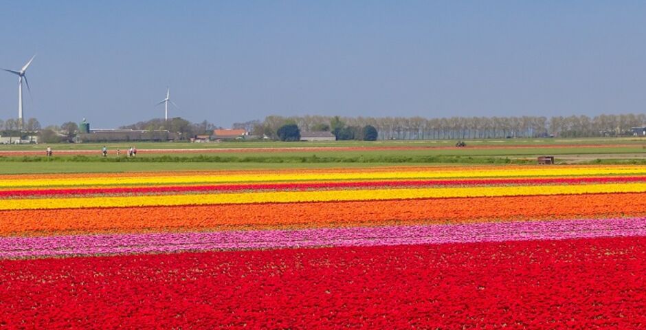 zuid holland bloembollenveld