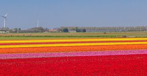 zuid holland bloembollenveld